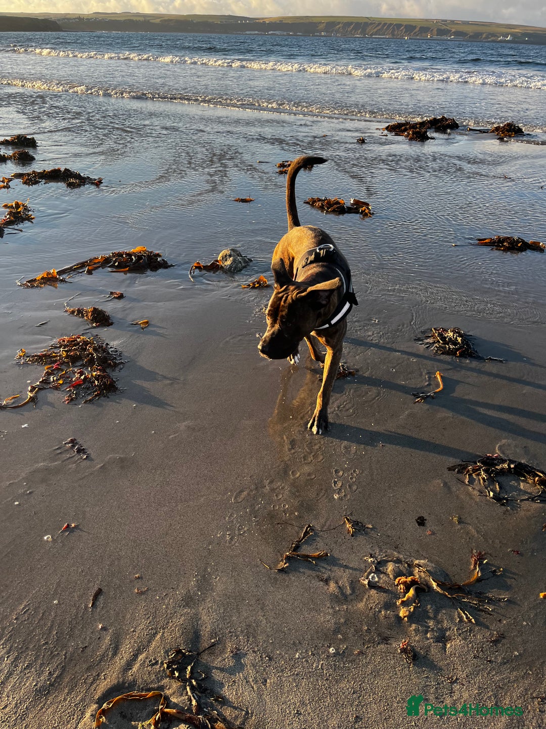 Mixed Breed dogs for sale: Male cane corso cross bullmastiff - Image 4