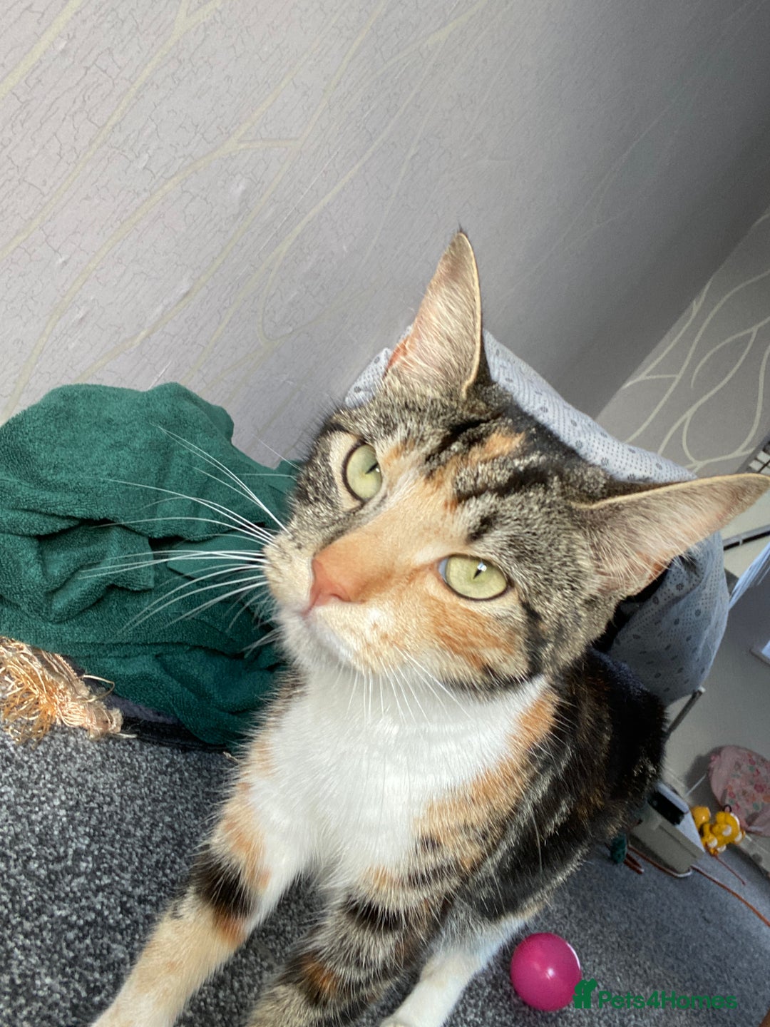 Mixed Breed cats for sale: Adorable kittens for sale - Image 14