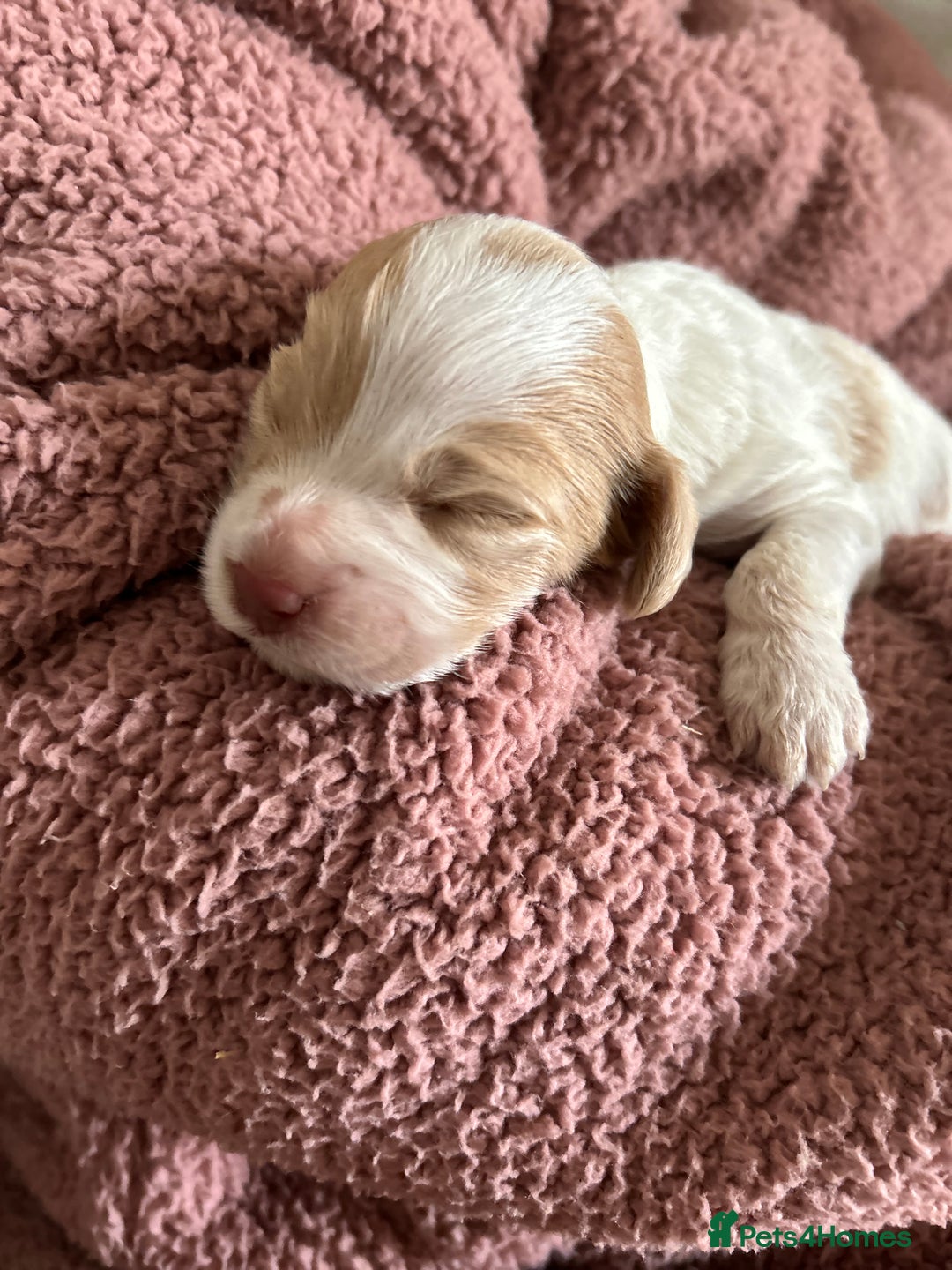Mixed Breed dogs for sale: CockerpooXitalian spinone poo  - Image 6