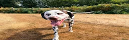 Dalmatian dogs for stud: 🐾 DAVID | DALMATIAN STUD in Ebbw Vale - Advert 5