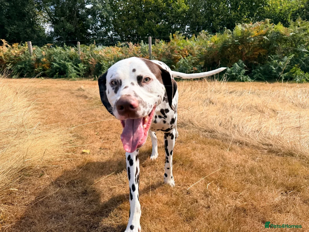 Dalmatian dogs for stud: 🐾 DAVID | DALMATIAN STUD in Ebbw Vale - Advert 5