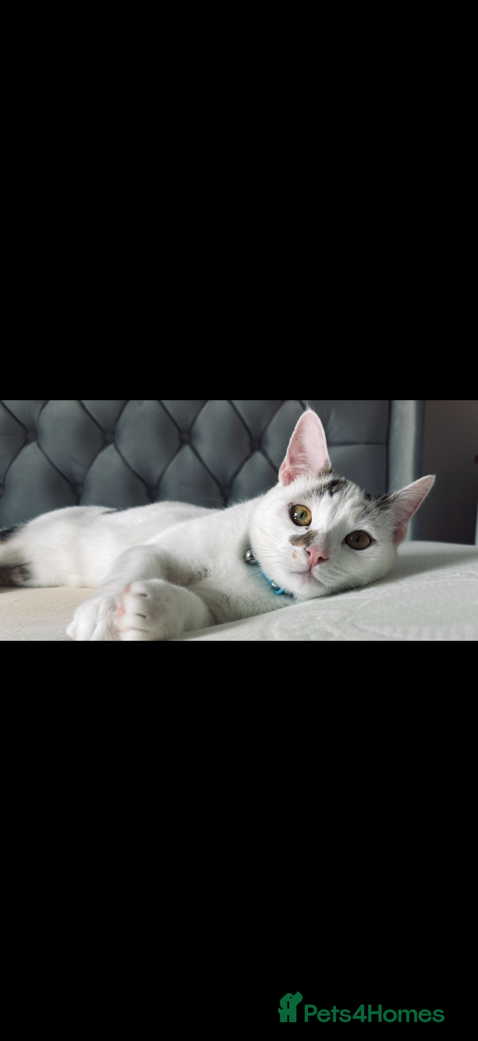 Domestic Shorthair cats 🐾 Meet Enzo – Your Future Best Friend 🐾 - Advert 3
