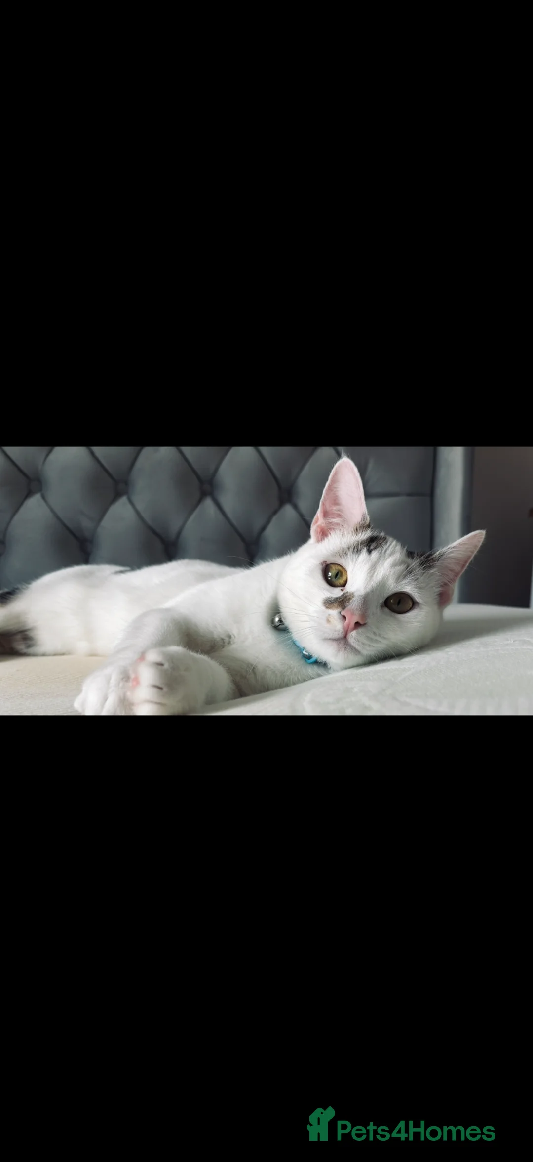 Domestic Shorthair cats for sale: 🐾 Meet Enzo – Your Future Best Friend 🐾 - Advert 2
