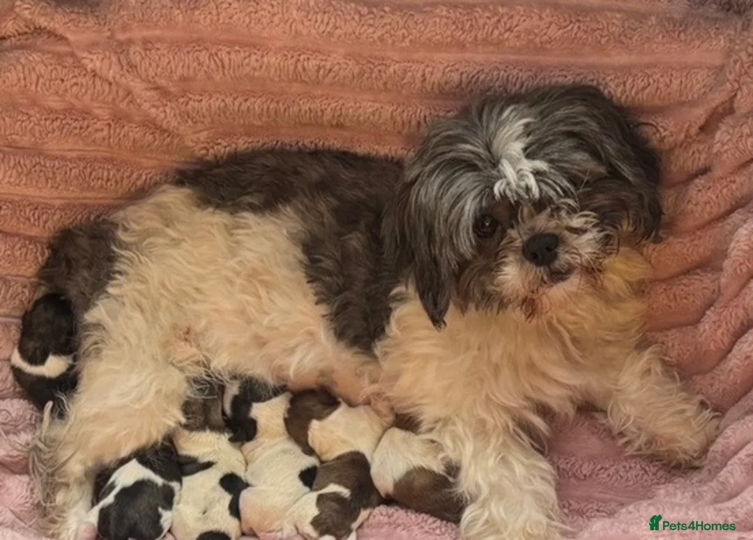 Shih Tzu dogs for sale: 9 beautiful Shih Tuz pups 🩷💙 - Advert 14