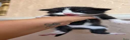Mixed Breed cats for sale: Four kittens  - Advert 3