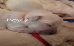 Golden Retriever dogs for sale: Golden retriever puppies  - Image 8