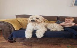 Goldendoodle dogs for stud: Beautiful large goldendoodle for stud - Image 6