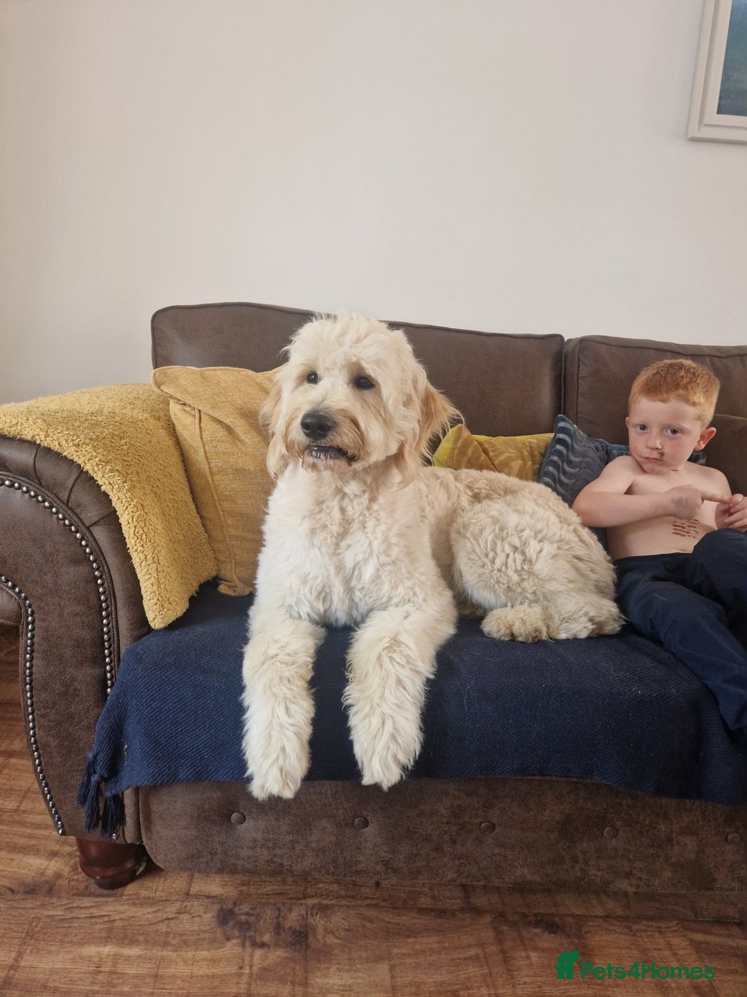 Goldendoodle dogs for stud: Beautiful large goldendoodle for stud - Image 6