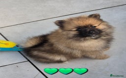 Pomsky dogs for sale: REDUCED PRICE: Cute Pomsky F1b puppies for sale  - Image 1