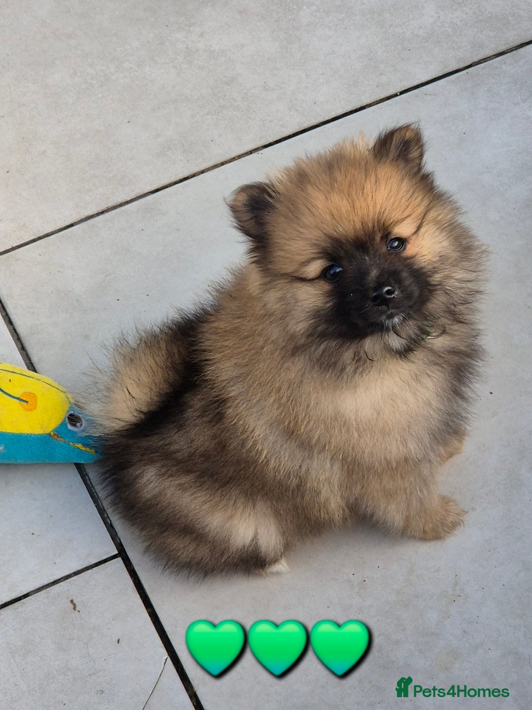 Pomsky dogs for sale: REDUCED PRICE: Cute Pomsky F1b puppies for sale  - Image 1