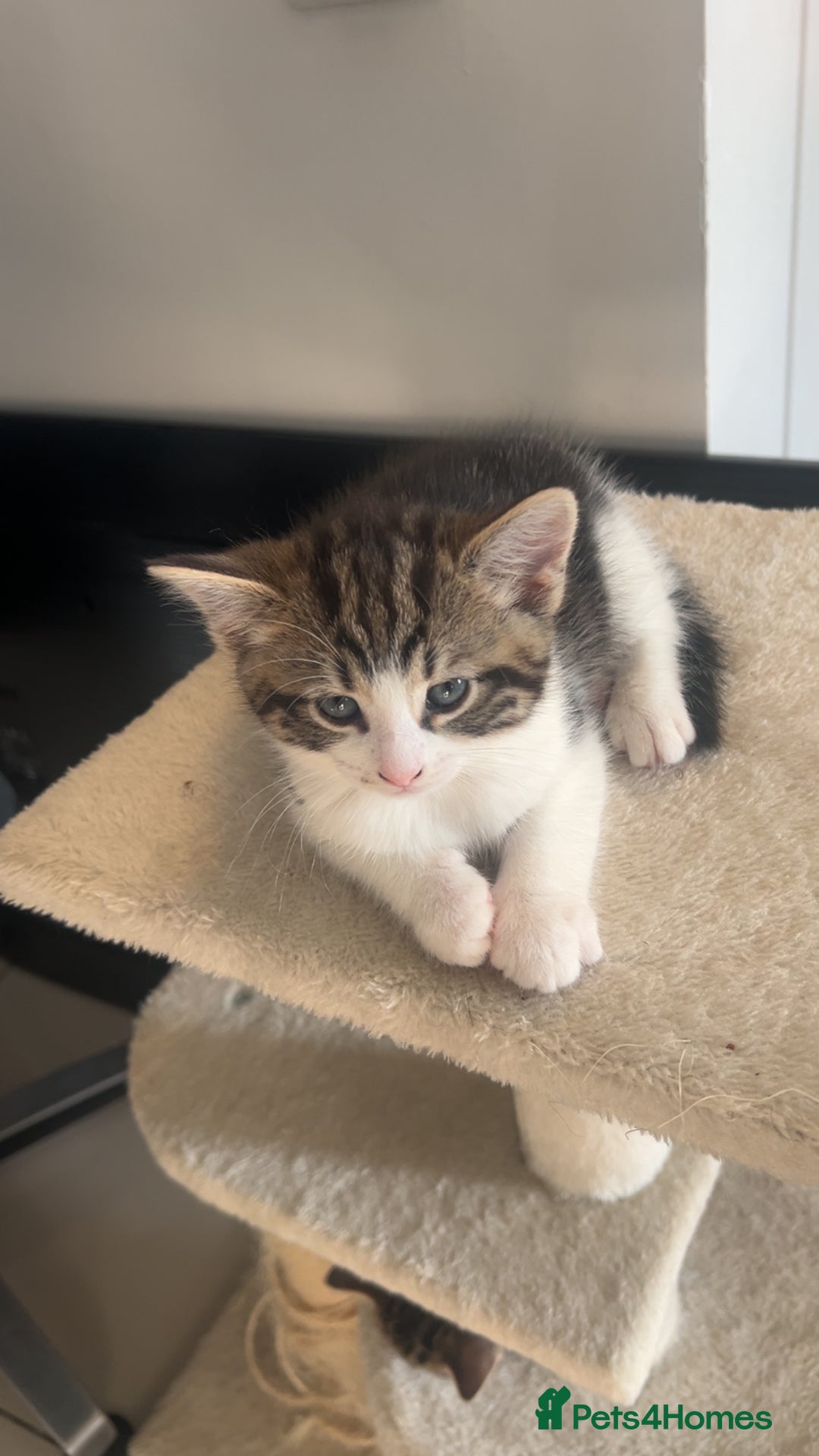 Domestic Shorthair cats for sale: Domestic short hair tabby kittens   - Advert 6