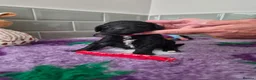 Saint Berdoodle dogs for sale: Miniature F1b Saint Bernadoodles  - Advert 38
