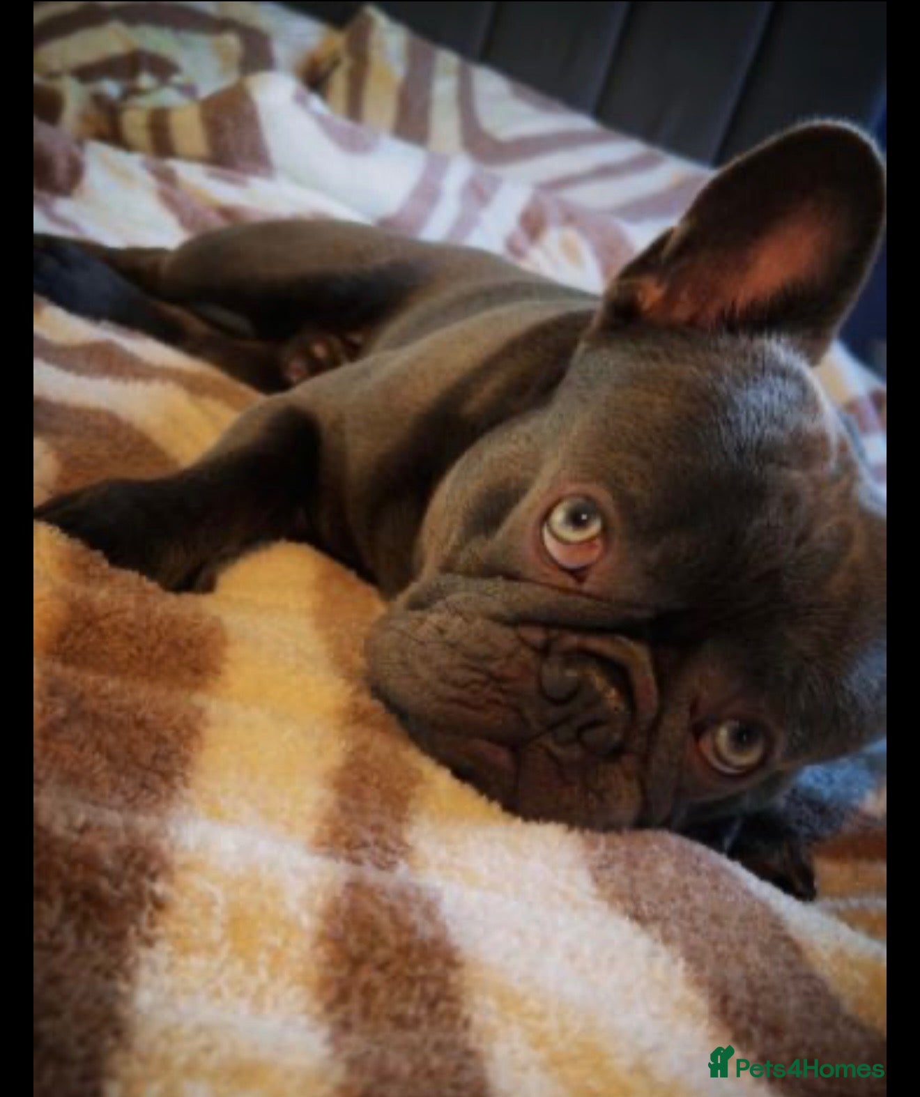 French Bulldog dogs 2 year old French bulldog male  - Advert 1
