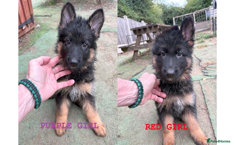 German Shepherd dogs - Advert 14