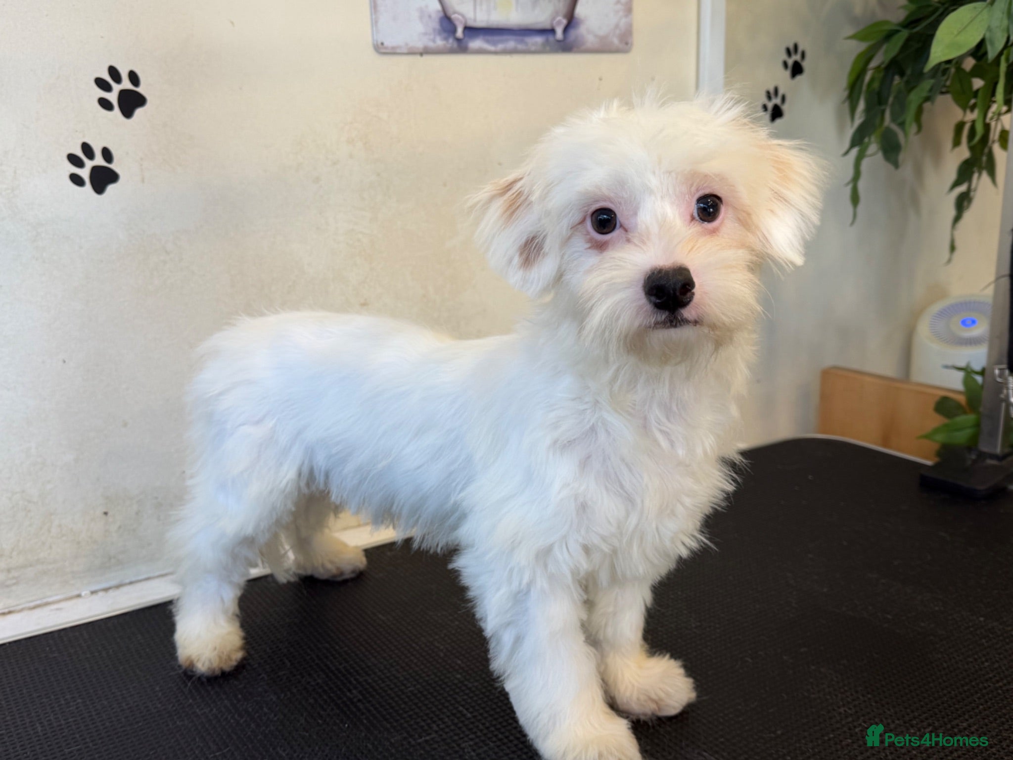 Maltipoo dogs Male Maltipoo Puppy - Advert 1