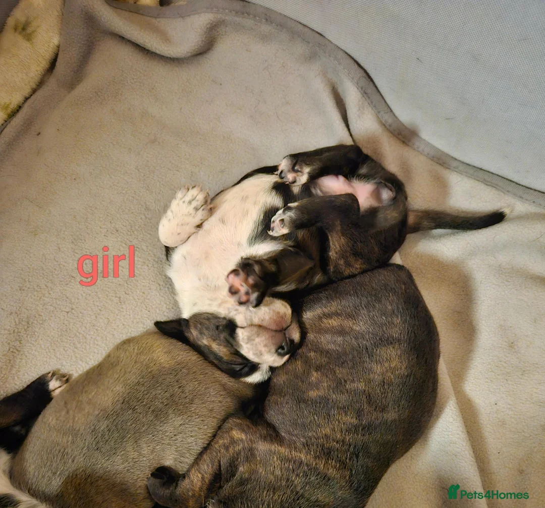 Mixed Breed dogs for sale: Boy and girl, staffy x American bulldog for sale in Huddersfield - Advert 18