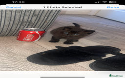 Scottish Fold cats for sale: Bombay  in Lee-on-the-Solent - Image 2