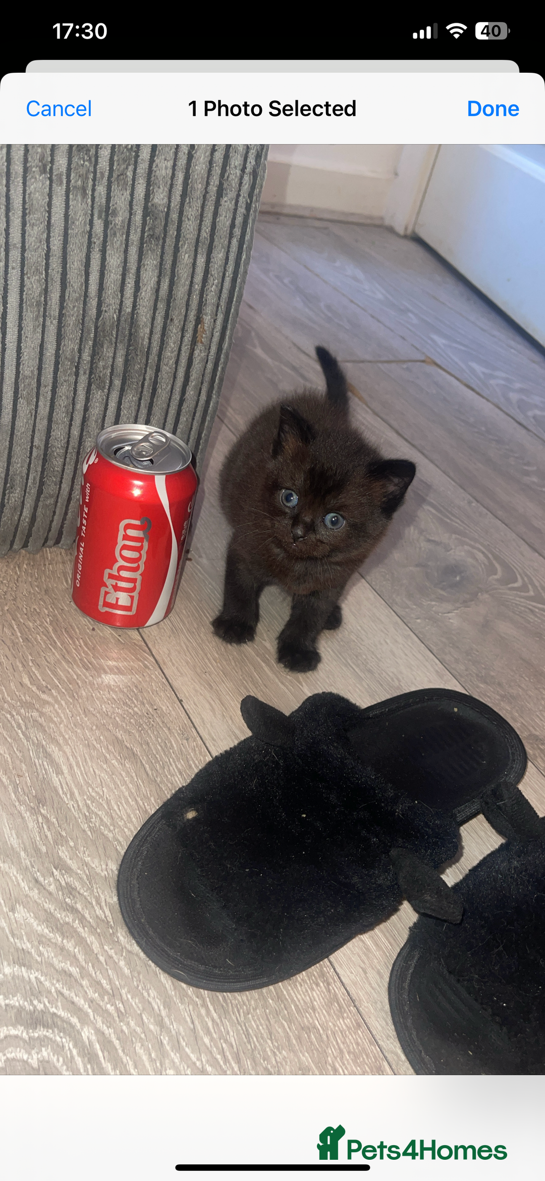 Scottish Fold cats for sale: Bombay  in Lee-on-the-Solent - Image 2