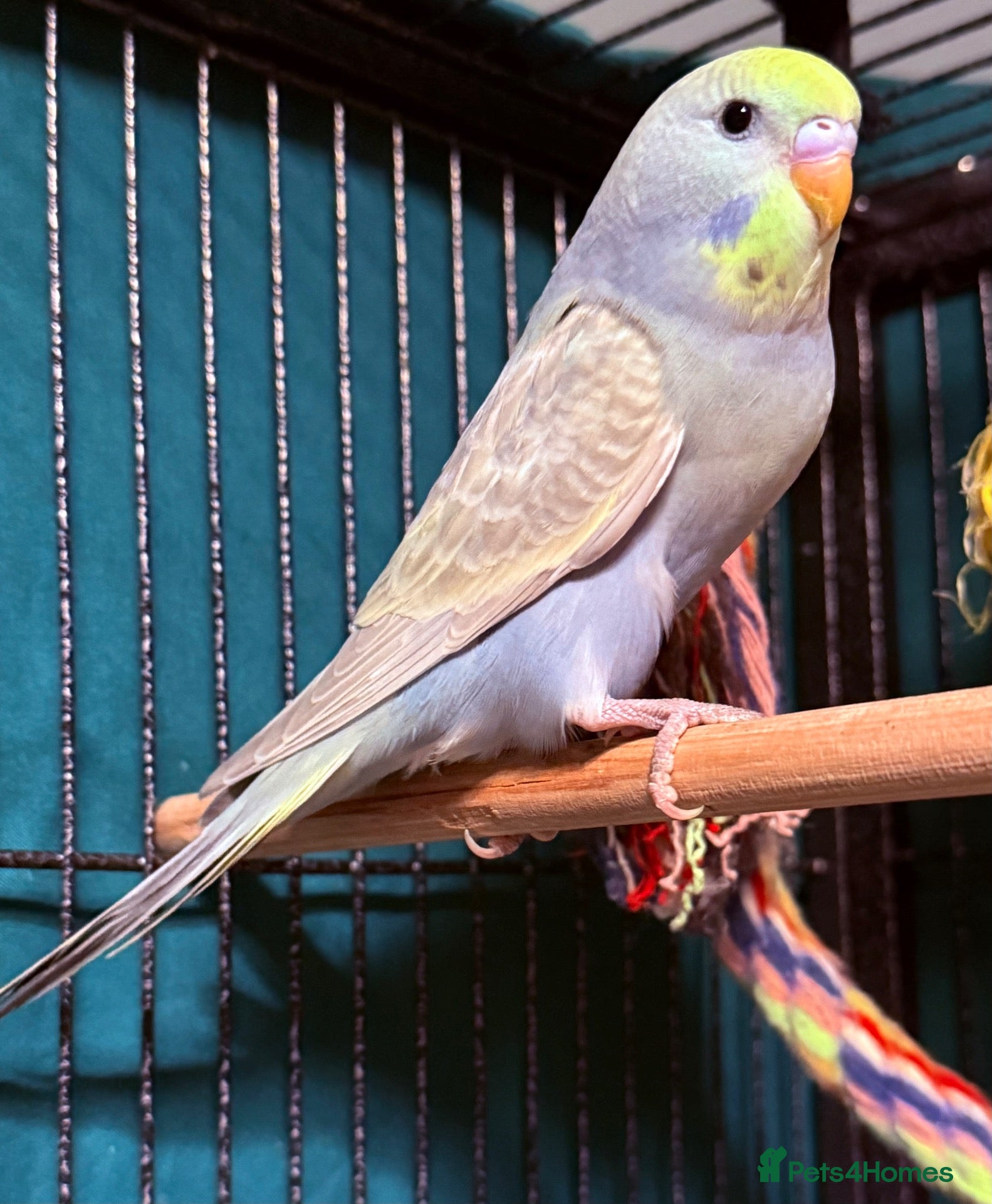 Budgerigars birds for sale: Budgies available 12 Weeks Old  PLS READ AD  - Advert 1