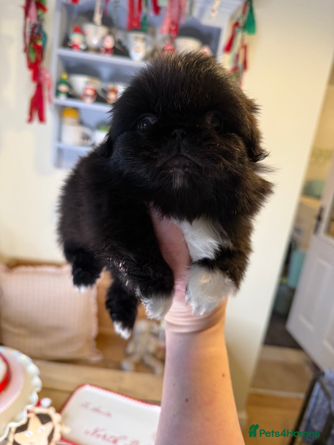 Pekingese dogs for sale: Biggiwigs Pekingese Puppy Availability - Advert 11