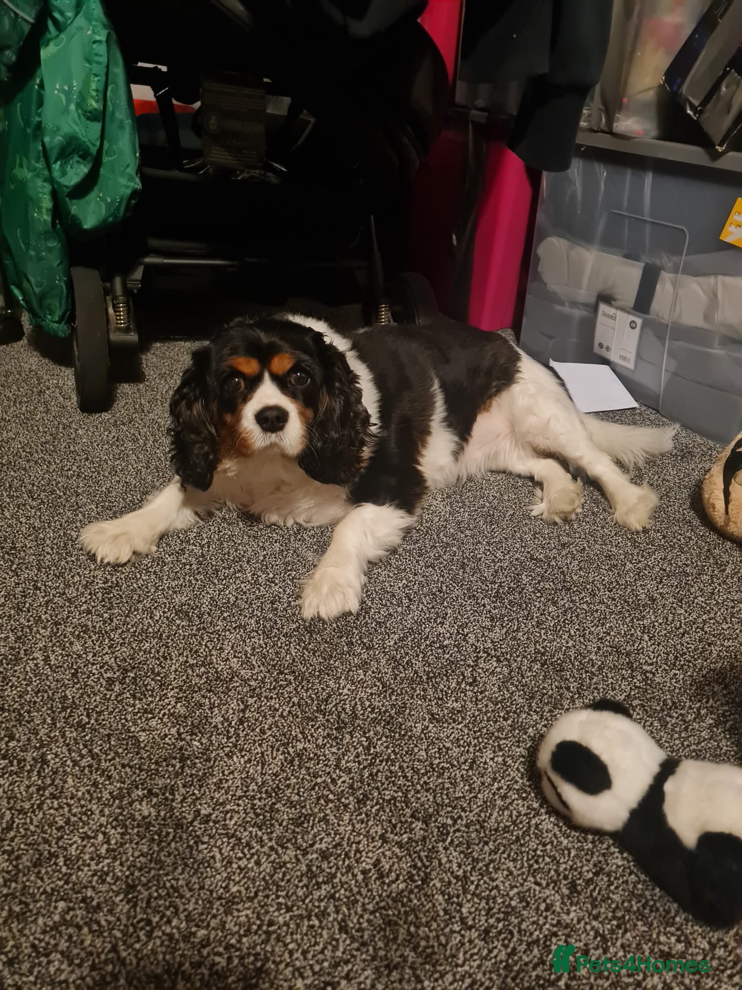 Cavalier King Charles Spaniel dogs Holly  - Advert 2