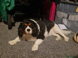 Cavalier King Charles Spaniel dogs Holly - Advert 2