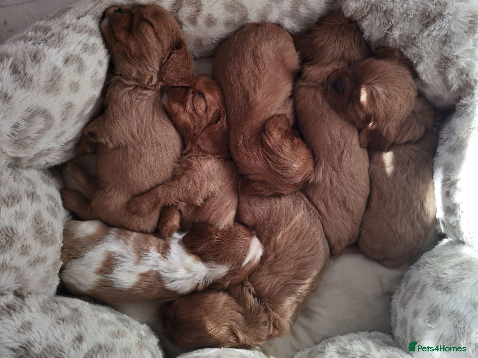 Cavalier King Charles Spaniel dogs Ruby KC registered and DNA tested cavalier boys - Advert 1