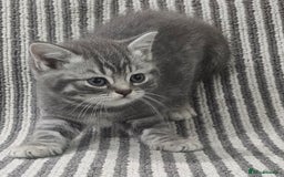 British Shorthair cats for sale: Beautiful silver tabby british shorthair kittens  - Image 6