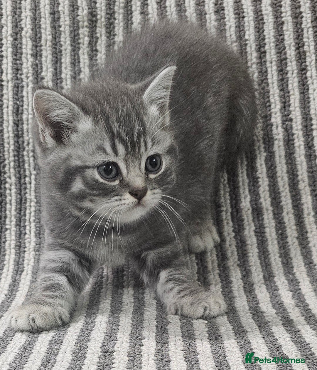 British Shorthair cats for sale: Beautiful silver tabby british shorthair kittens  - Image 6