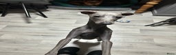 Italian Greyhound dogs for stud: Proven handsome blue Italian greyhound  in London - Advert 2