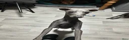 Italian Greyhound dogs for stud: Proven handsome blue Italian greyhound  in London - Advert 2