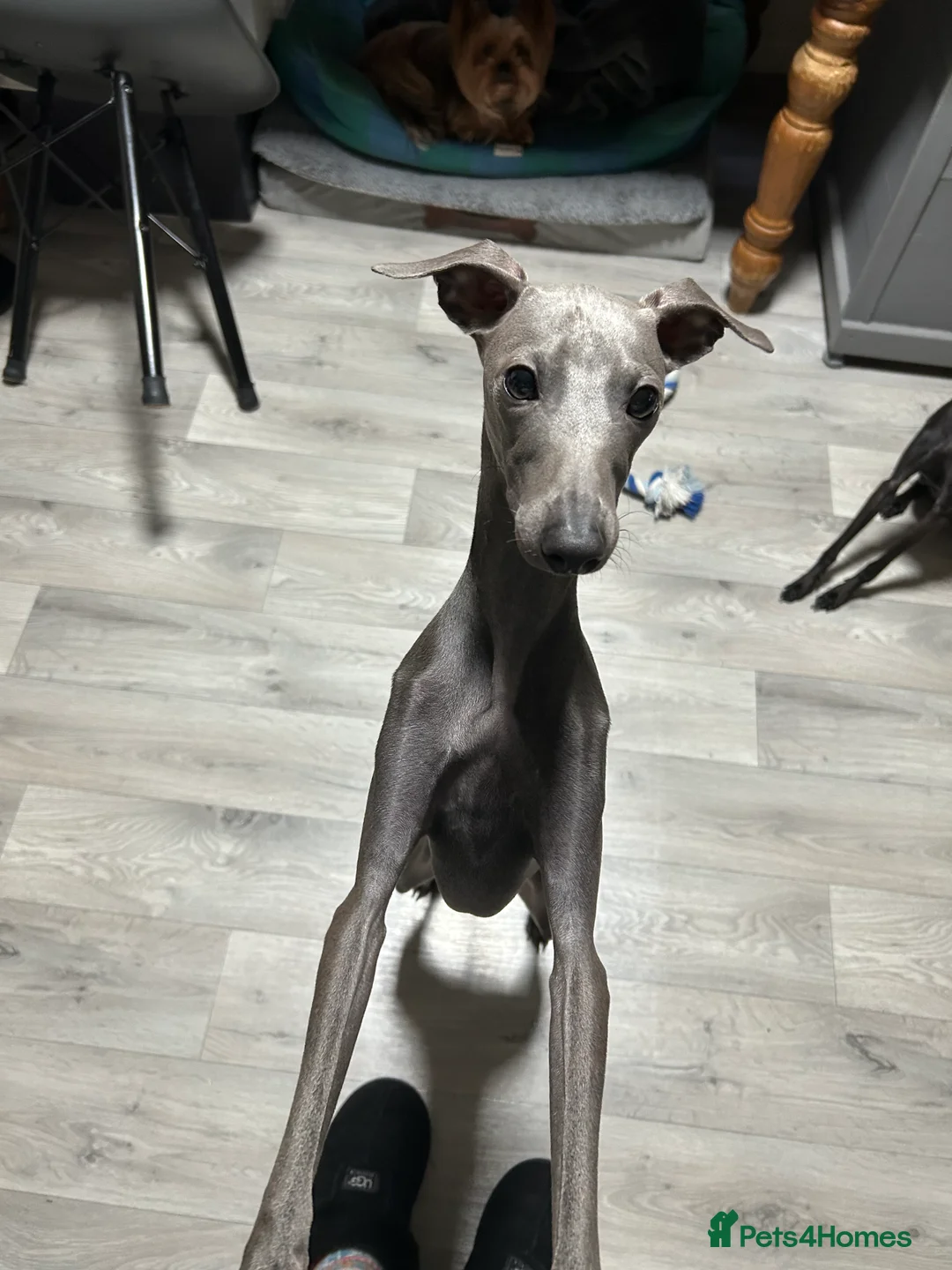 Italian Greyhound dogs for stud: Proven handsome blue Italian greyhound  in London - Advert 2