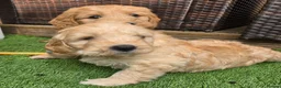 Goldendoodle dogs for sale: 🦮 Adorable F3 Goldendoodle. Parents DNA clear. - Advert 23