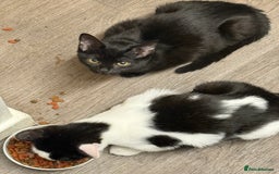 Mixed Breed cats for sale: 3 kittens available now  - Image 9