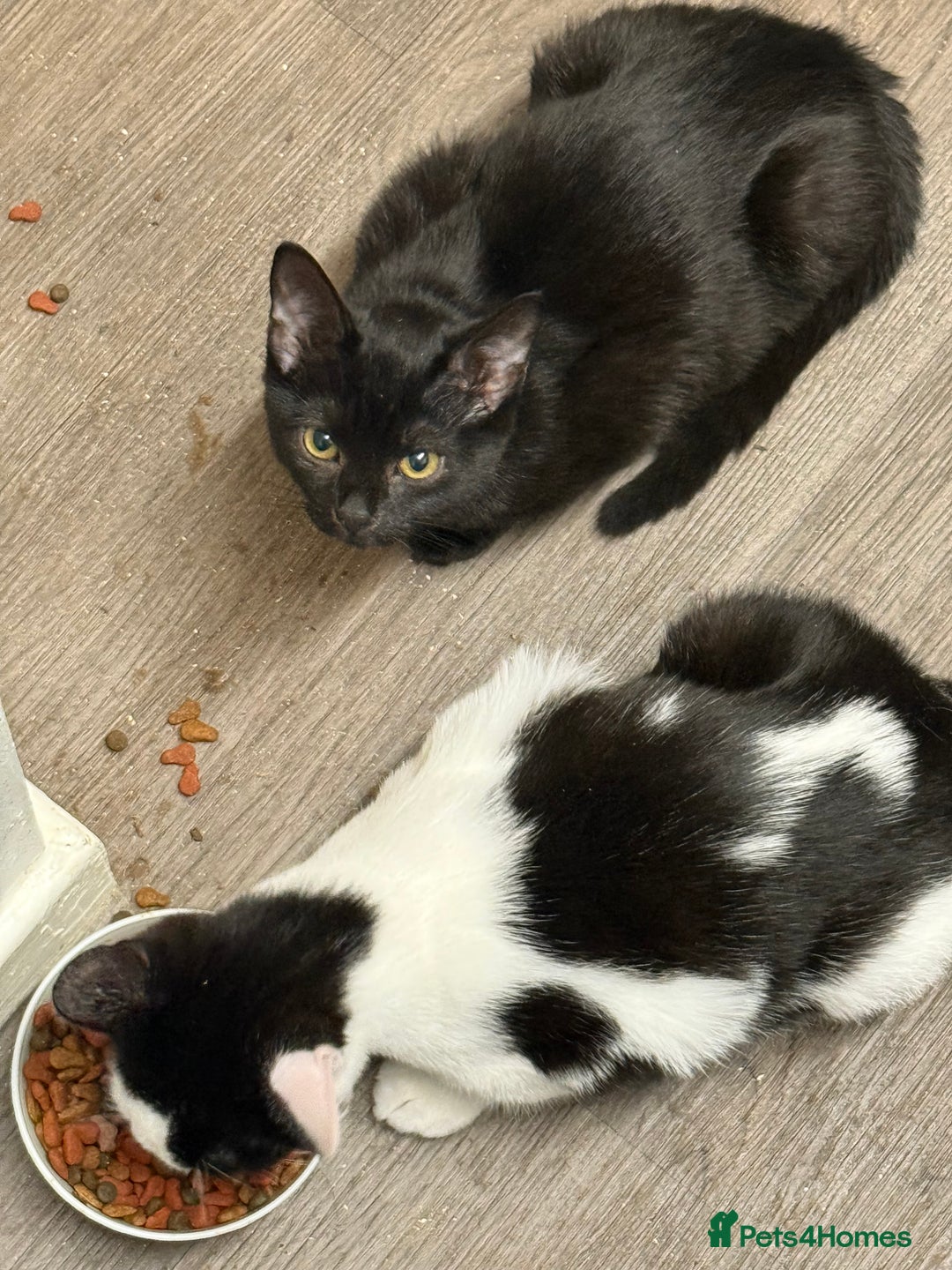Mixed Breed cats for sale: 3 kittens available now  - Image 9