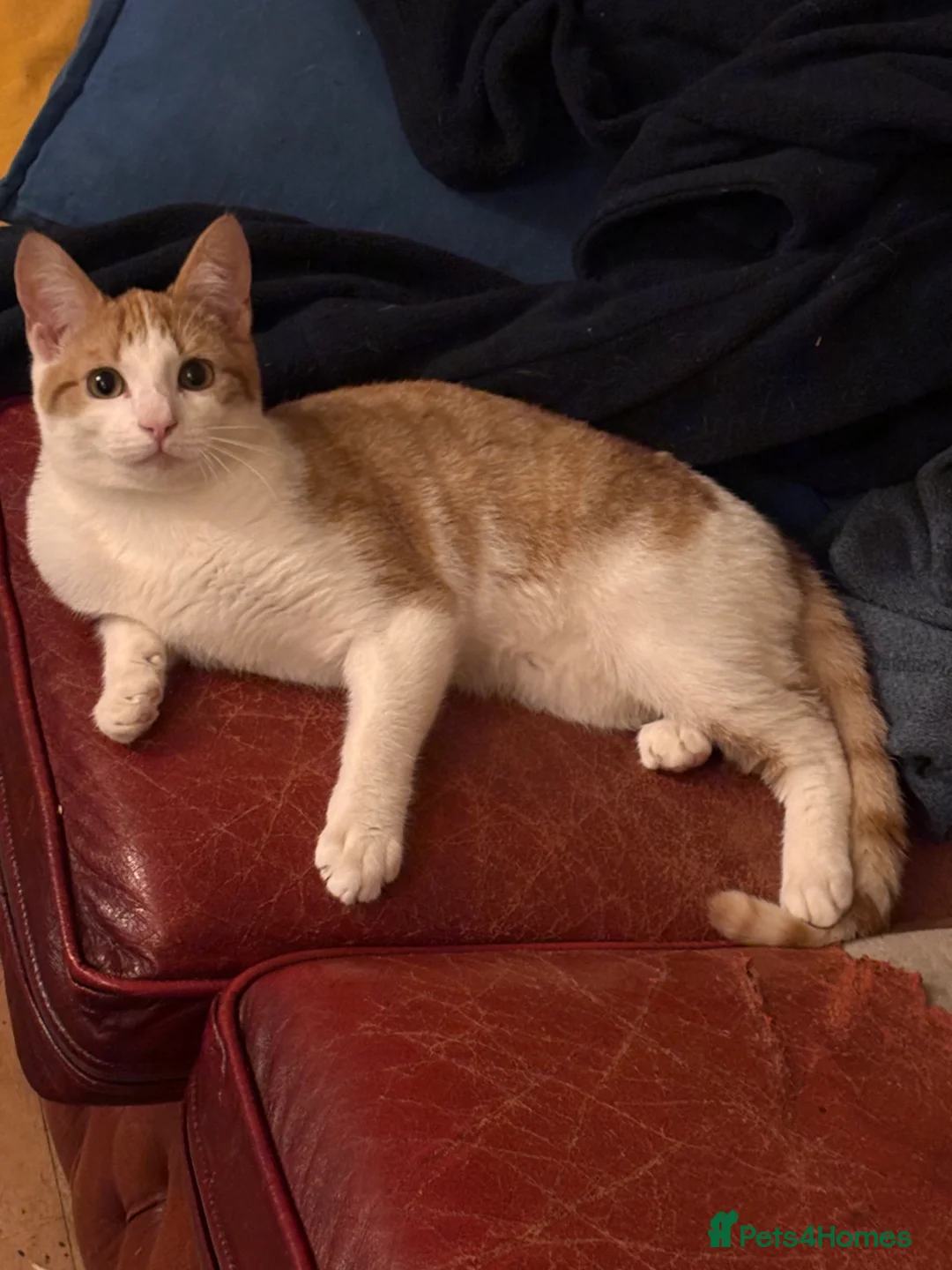 Domestic Shorthair cats for sale: 3 Ginger shorthair male cats - Advert 3