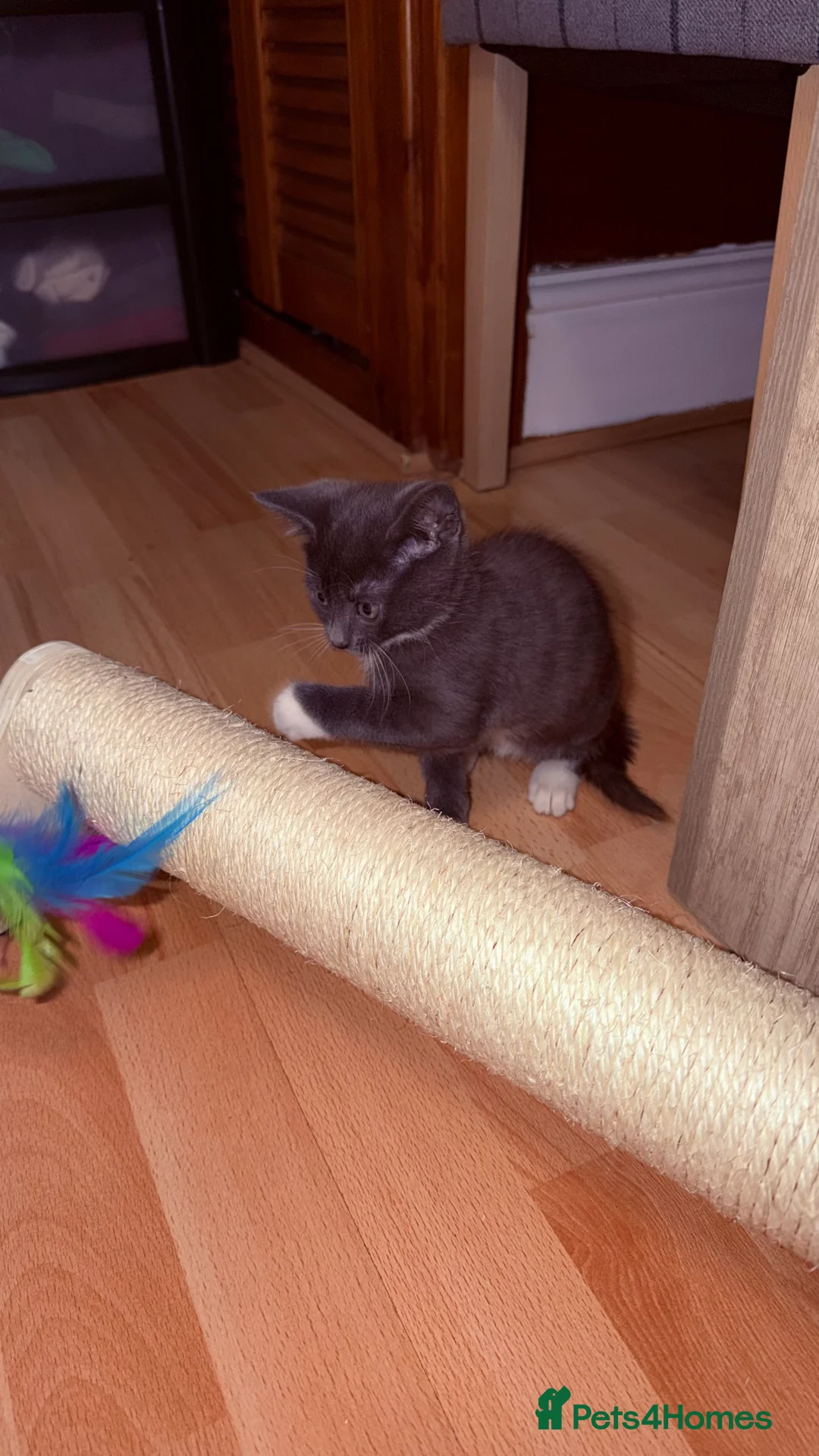 British Shorthair cats for sale: British shorthair cross - Advert 3