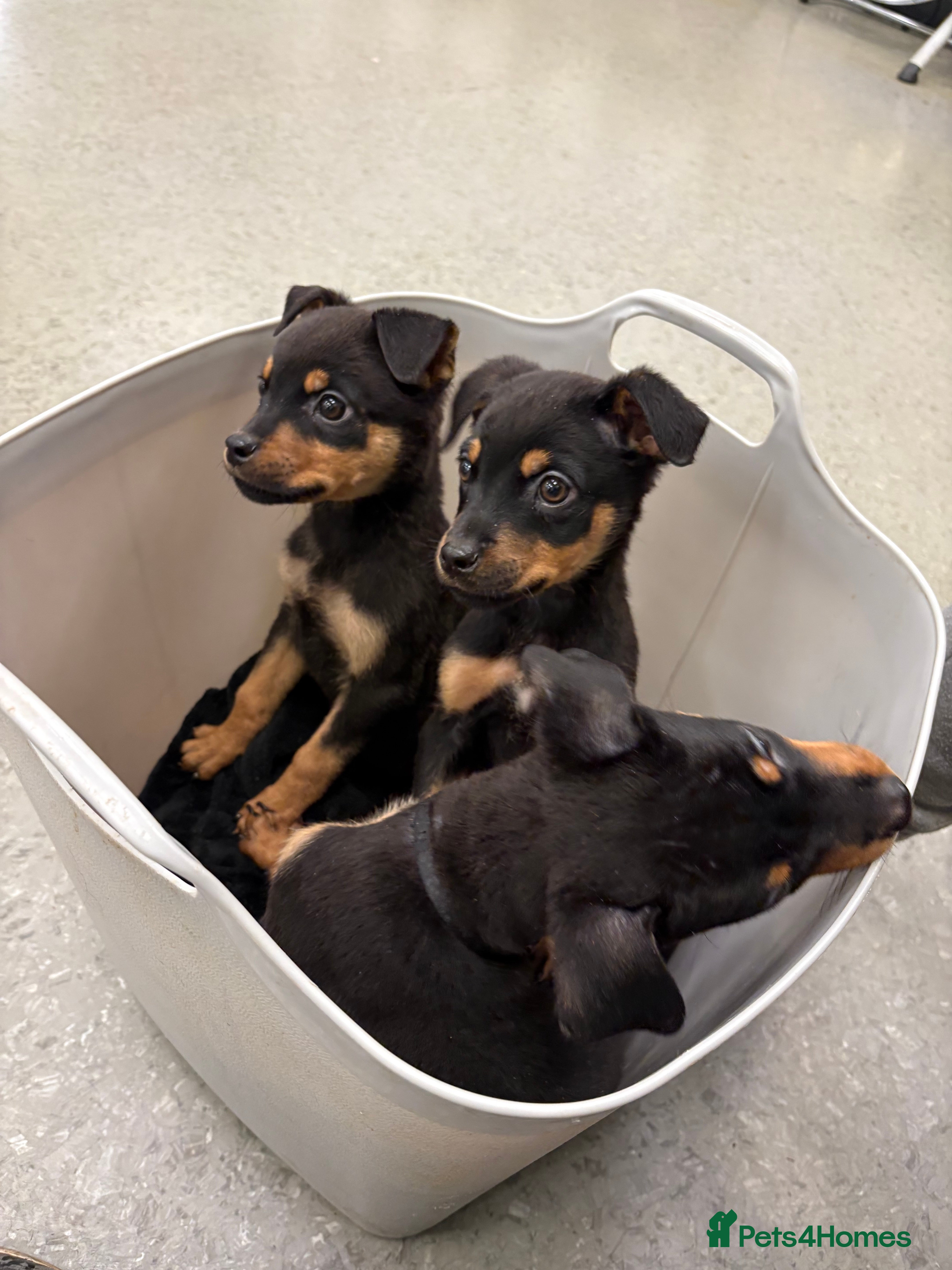 Rottweiler dogs Rottweiler puppies, only 2 girls left! Ready now  - Advert 1