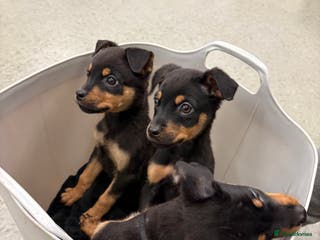 Rottweiler dogs Rottweiler puppies, only 2 girls left! Ready now - Advert 4