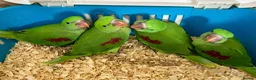 Parrots birds for sale: Hand Reared Tame .Talking Baby Alexandrian Parrots - Advert 3