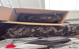Domestic Shorthair cats for sale: Pretty little tuxedo and cutest little tabby - Image 14