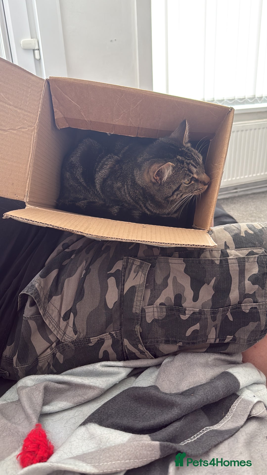 Domestic Shorthair cats for sale: Pretty little tuxedo and cutest little tabby - Image 14