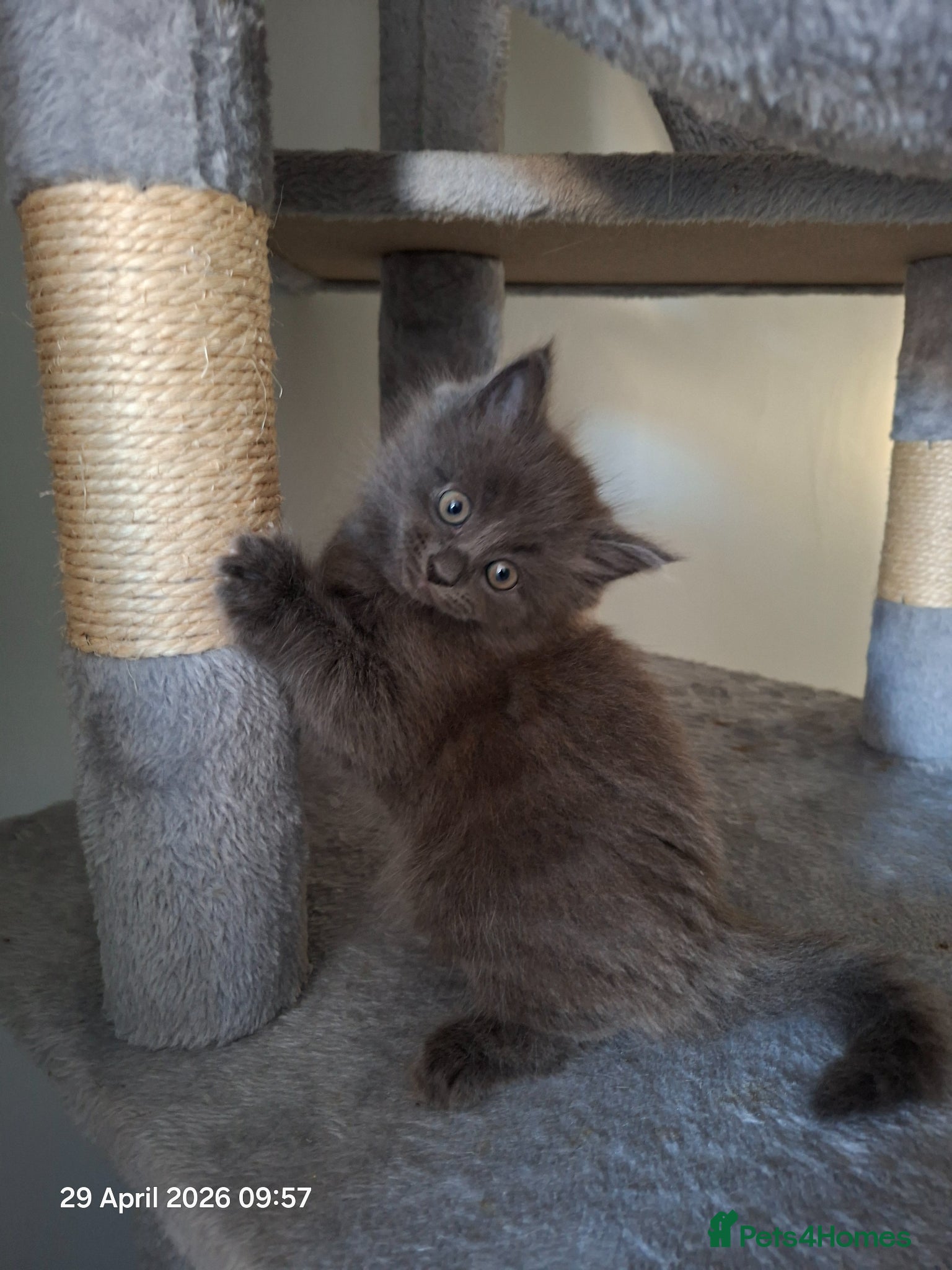 Mixed Breed cats Kittens for sale  - Advert 5