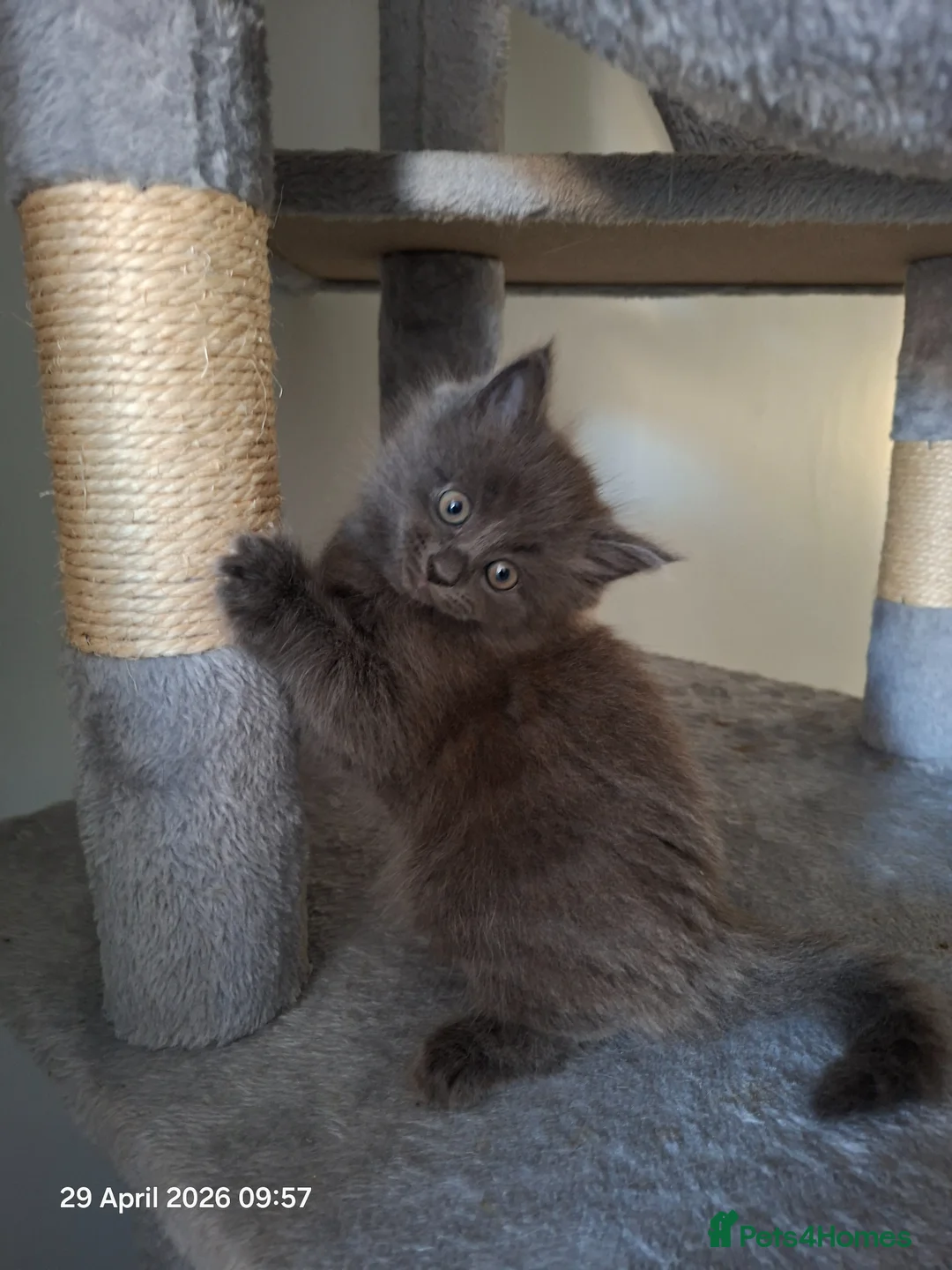 Mixed Breed cats for sale: Kittens for sale  - Advert 1