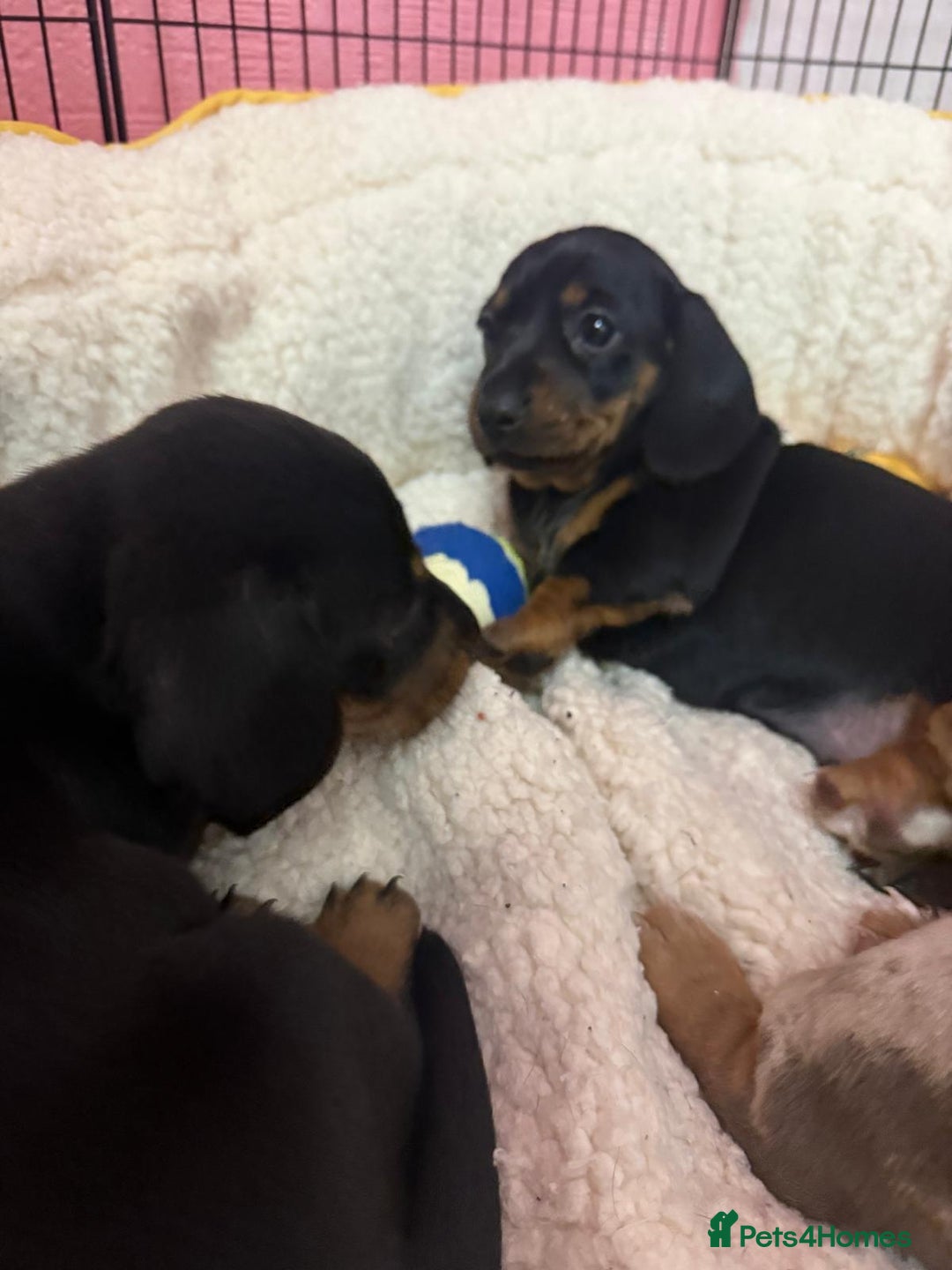 Miniature Dachshund dogs for sale: Puppy  - Advert 5