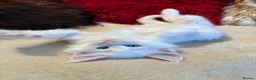 Maine Coon cats for sale: 🐾 beautiful maine coon kittens  - Advert 26