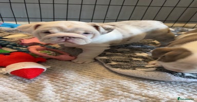 English Bulldog dogs  English bulldog puppies  ***10/10DNA - Advert 3