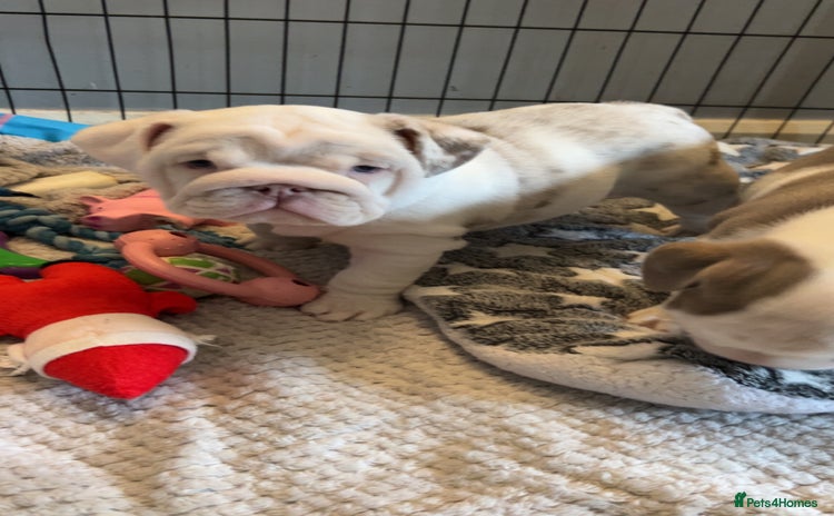 English Bulldog dogs  English bulldog puppies  ***10/10DNA - Advert 2