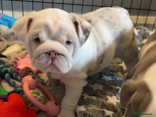 English Bulldog dogs English bulldog puppies ***10/10DNA - Advert 2