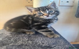 British Shorthair cats for sale: 3 male, 2 female British shorthair - Advert 6